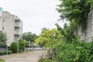JR甲南山手駅へ続く並木道